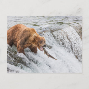 Carte Postale Ours brun attrape un saumon rouge
