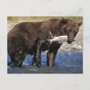 Carte Postale Ours brun, grizzly, avec prise de saumon,
