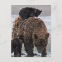 Ours brun | Parc national du lac Clark