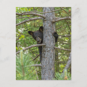 Carte Postale Ours Brun Petit qui grimpe à l'arbre