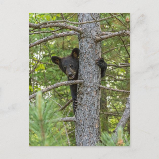 Carte Postale Ours Brun Petit qui grimpe à l'arbre (Devant)