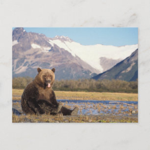 Carte Postale ours brun, Ursus arctos, grizzli, Ursus