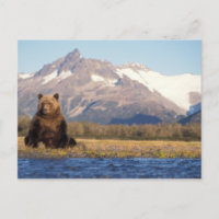 ours brun, Ursus arctos, grizzli, Ursus