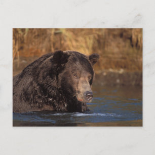 Carte Postale ours brun, Ursus arctos, grizzli, Ursus 5
