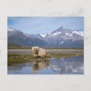 Carte Postale ours brun, Ursus arctos, grizzly, Ursus 4