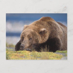 Carte Postale ours brun, Ursus arctos, grizzly, Ursus 8