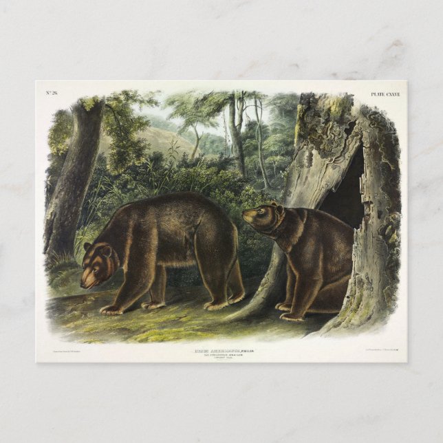 Carte Postale Ours de cannelle des Quadrupeds d'Audubon (Devant)