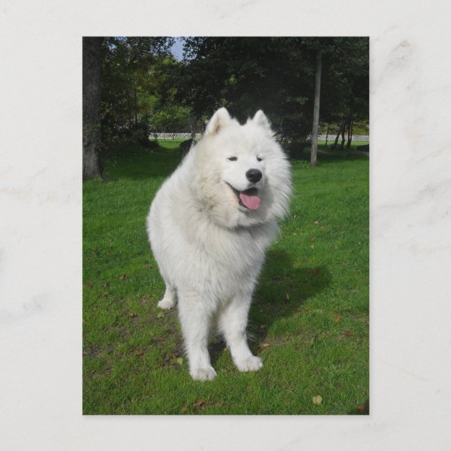 Carte Postale Ours de glace… (Devant)