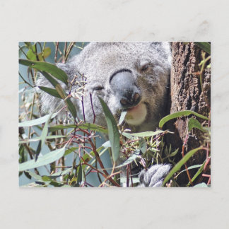 Carte Postale Ours de Koala