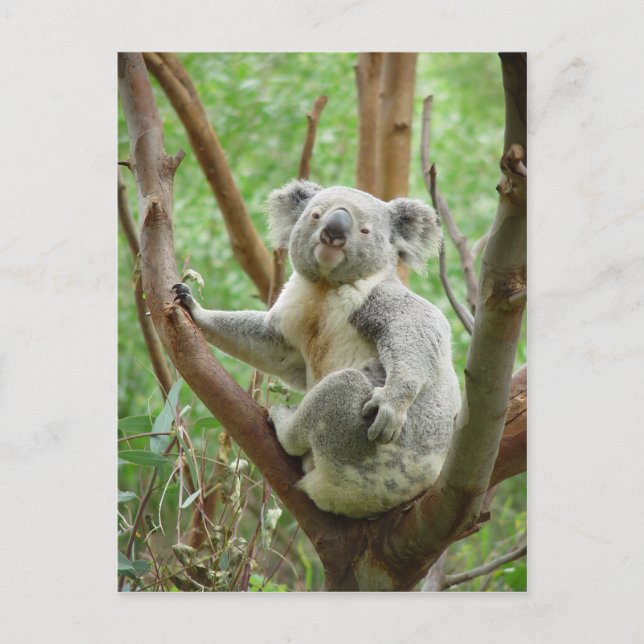 Carte Postale Ours De Koala Assis Sur L'Arbre Au Zoo De Perth (Devant)