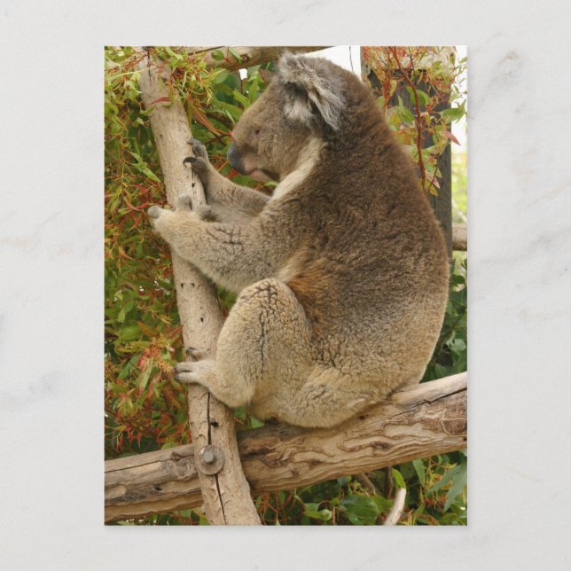 Carte Postale Ours de Koala dormant sur un arbre (Devant)