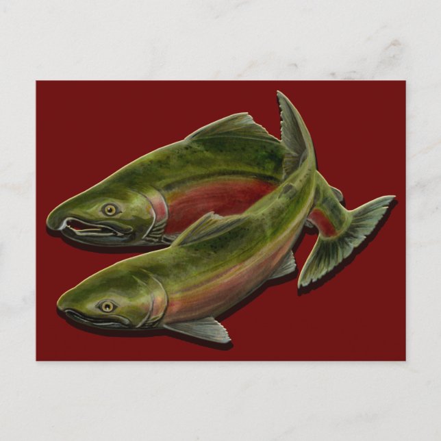 Carte postale Ours De Pêche Carte Postale Saumon P (Devant)