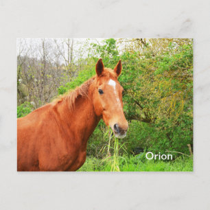 Carte Postale Ours d'orion