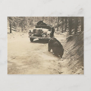 Carte Postale ours en voiture