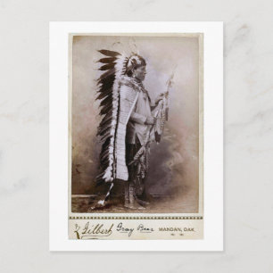 Carte Postale Ours gris 1880