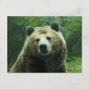 Carte Postale Ours grizzli