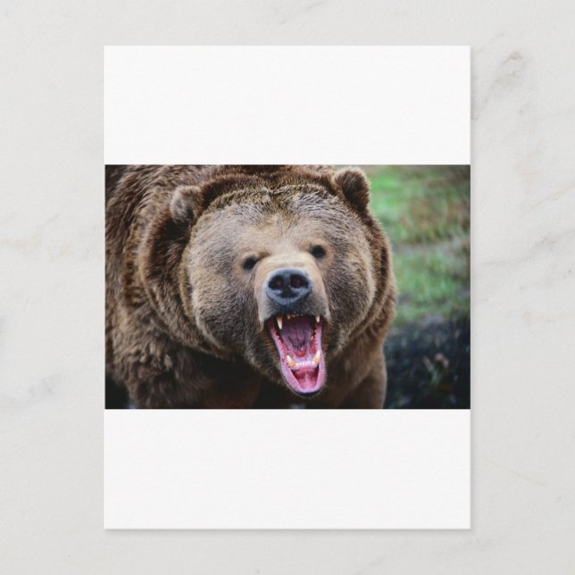 Carte Postale Ours grizzli (Devant)