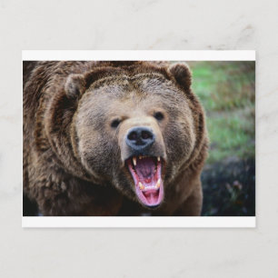 Carte Postale Ours grizzli