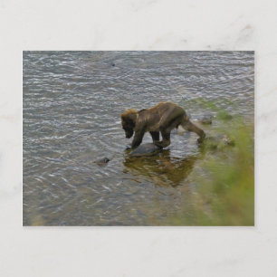 Carte Postale Ours grizzli