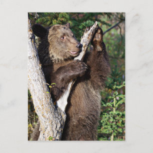 Carte Postale Ours grizzli appuyé sur un arbre