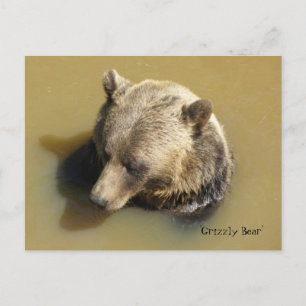 Carte Postale Ours grizzli dans l'eau