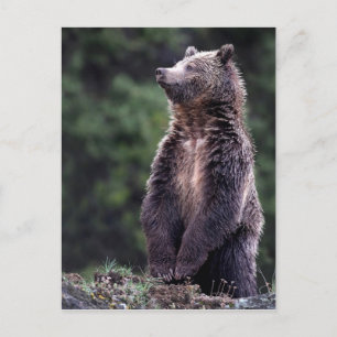 Carte Postale Ours Grizzli debout