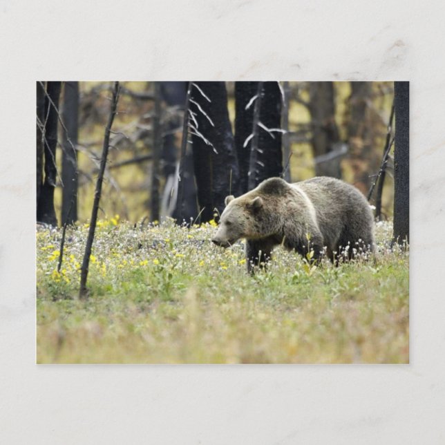 Carte Postale Ours grizzli en campagne dans le parc national Yel (Devant)