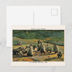 Carte Postale ours grizzlis, cadeaux du parc national de yellow