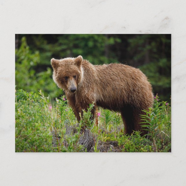 Carte Postale Ours grizzlis sauvages en Alaska (Devant)