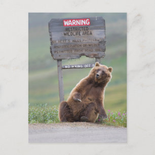 Carte Postale Ours Grizzly Joue Avec Un Panneau