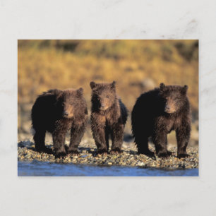Carte Postale Ours grizzly, ours brun, oursons, Katmai National