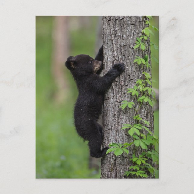 Carte Postale Ours jeune grimpeur d'arbre (Devant)