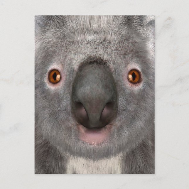Carte Postale Ours koala (Devant)