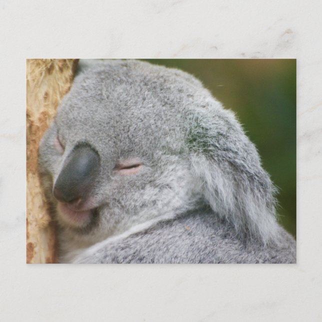 Carte Postale Ours Koala (Devant)