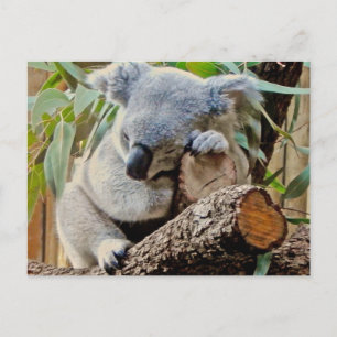Carte Postale Ours Koala couché