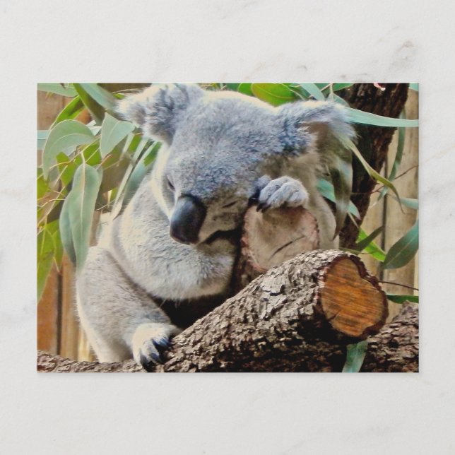 Carte Postale Ours Koala couché (Devant)