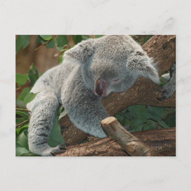Carte Postale Ours Koala couché mou (Devant)