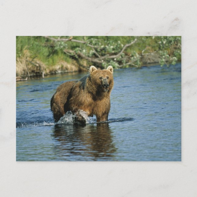 Carte Postale Ours Kodiak (Devant)