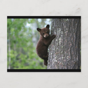 CARTE POSTALE OURS NOIR