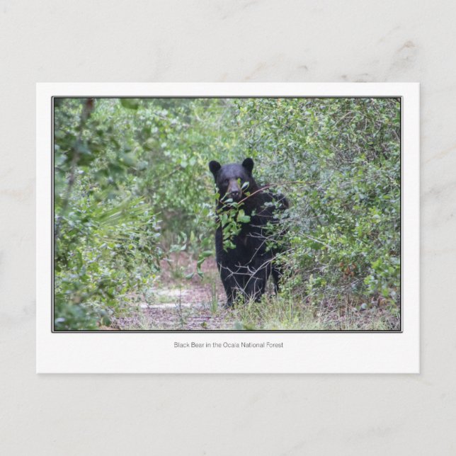 Carte Postale Ours noir (Devant)