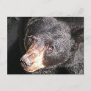 Carte postale Ours noir