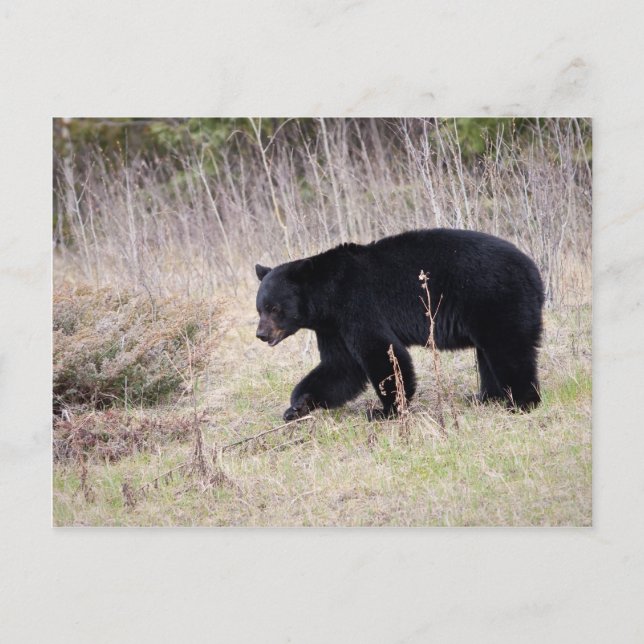 Carte Postale Ours noir (Devant)