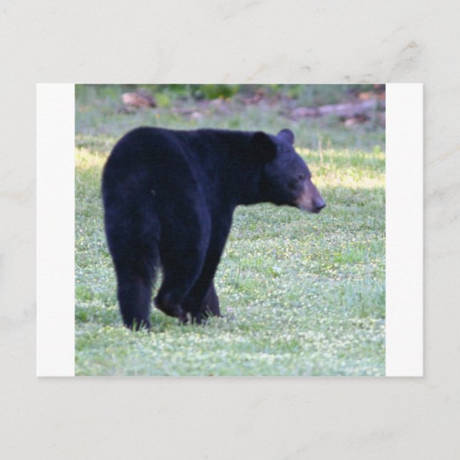 Carte Postale ours noir (Devant)