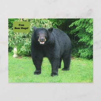 Carte Postale Ours noir - "Câlins d'ours libre pour petits !"