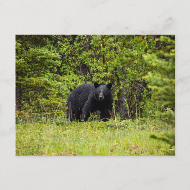Carte Postale Ours noir dans la forêt (Devant)
