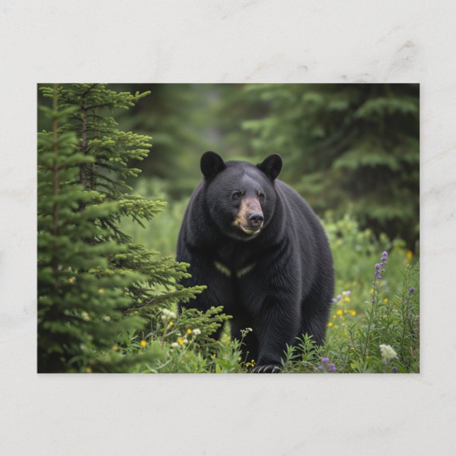 Carte Postale Ours noir dans le parc national Banff Canada (Devant)
