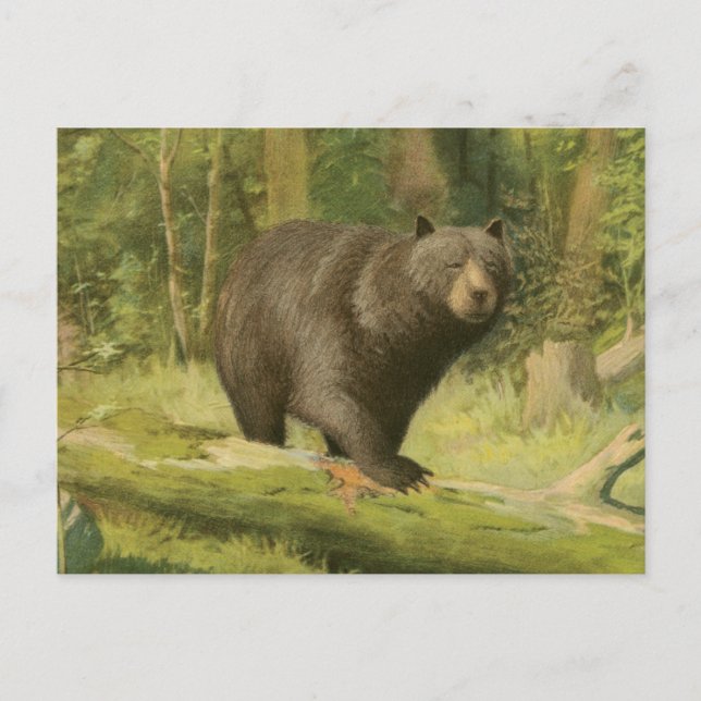 Carte Postale Ours noir faisant un pas sur un tronc d'arbre (Devant)