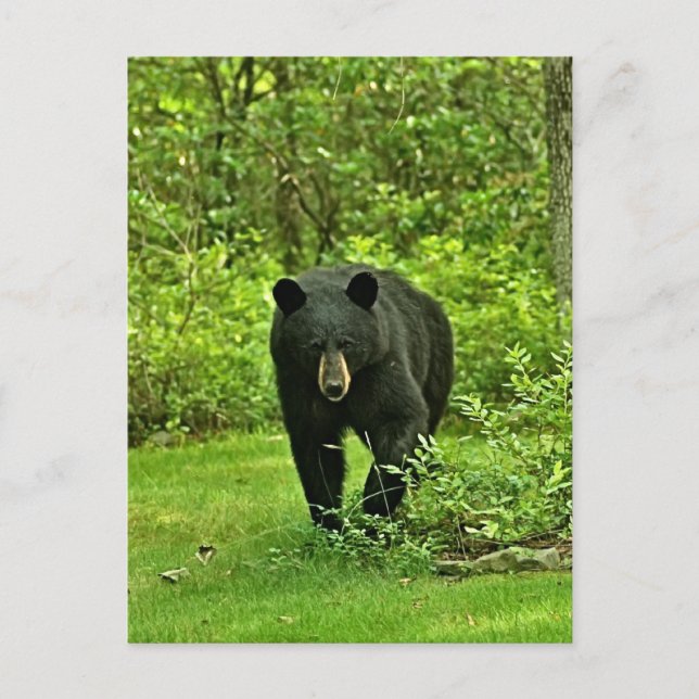 Carte Postale Ours noir jardin (Devant)