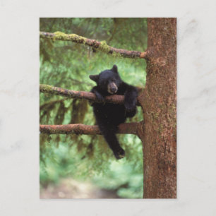 Carte Postale ours noir, Ursus americanus, petit dans un arbre