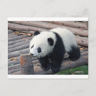 Carte Postale ours panda ours personnalisé personnaliser Anniver